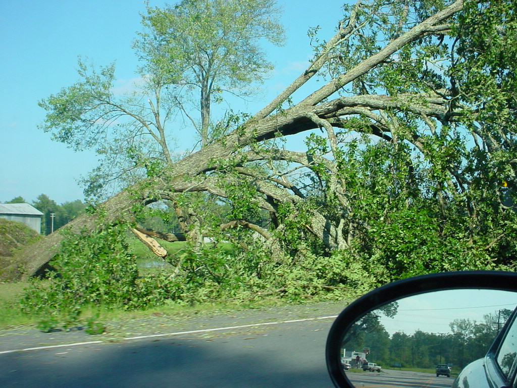 Trees Down!